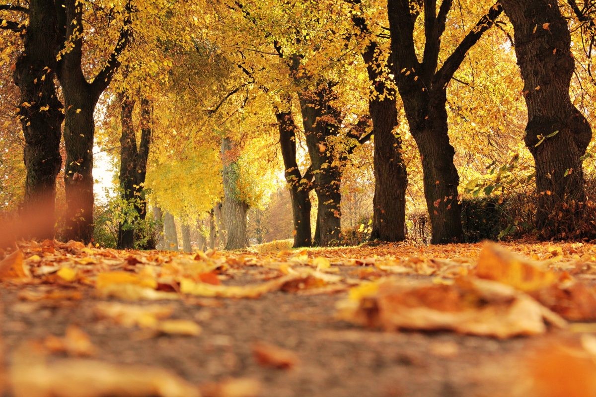 WHY WE LOVE AUTUMN & HOW TO ENJOY IT MORE